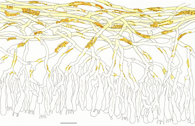 Gloeocystidiellum parvisporum